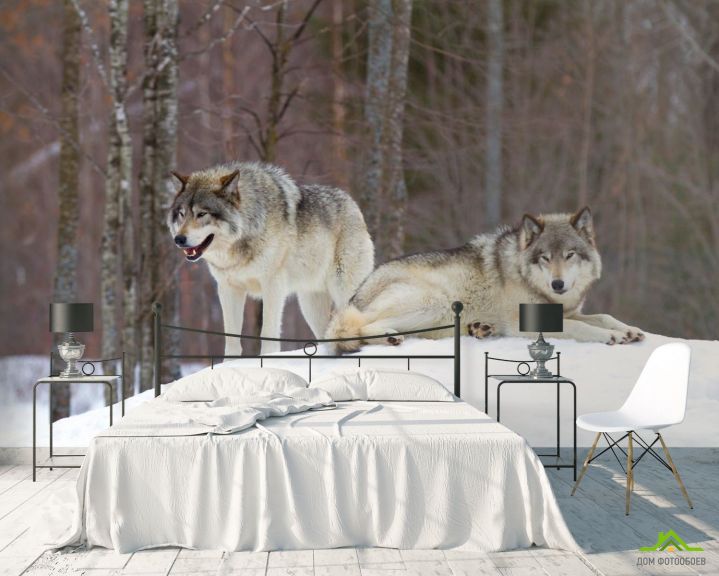 Фотообои два волка на снегу