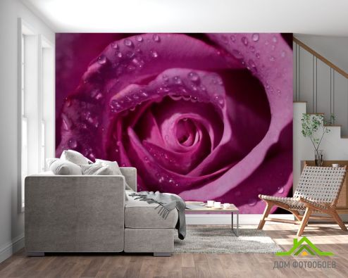 выбрать Фотообои Роза Фотообои Фотообои Цветы: фото, розовый  на стену