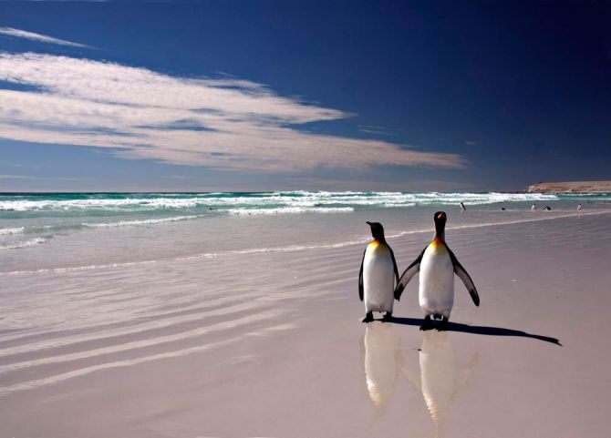 Фотошпалери Пінгвіни на березі