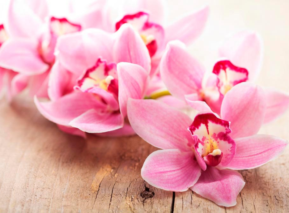 выбрать Фотошпалери Орхідея Каталог фотошпалер на стіну