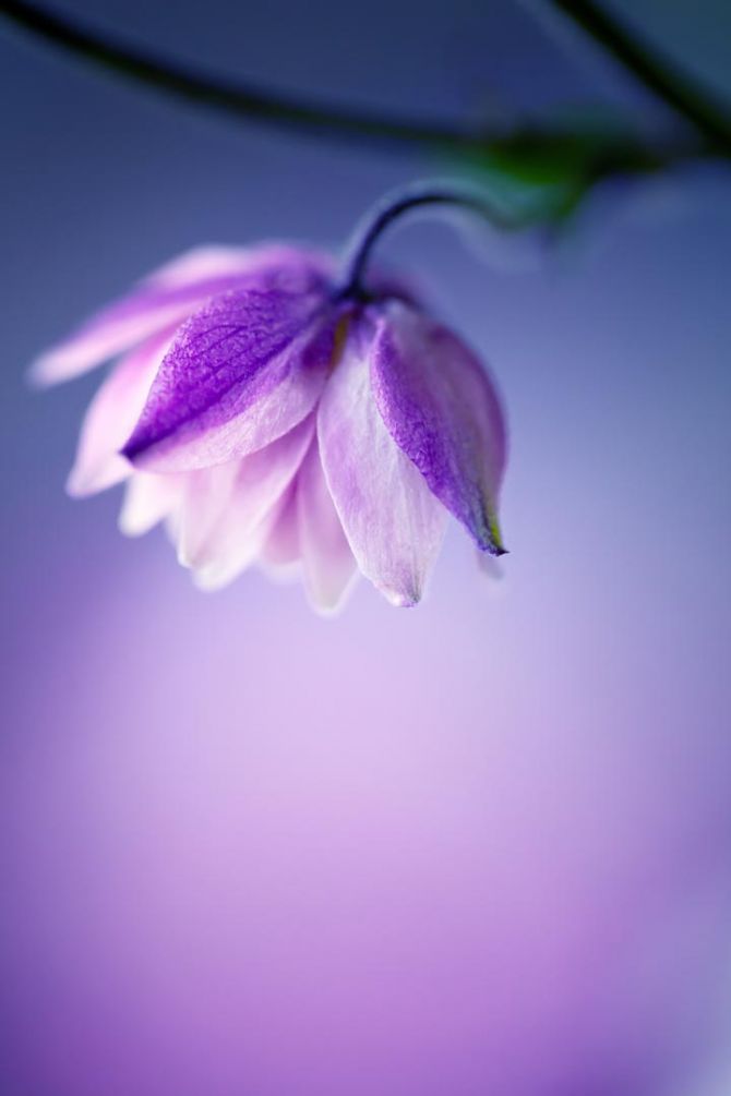 Фотошпалери бузковий квіточка на бузковому тлі