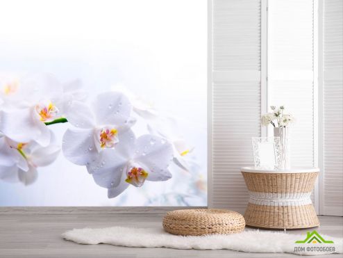 выбрать Фотообои Цветки белоснежные Фотообои Фотообои Цветы: фото  на стену