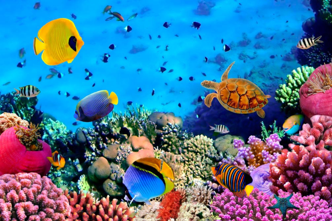 Фотообои Разнообрзие рыб