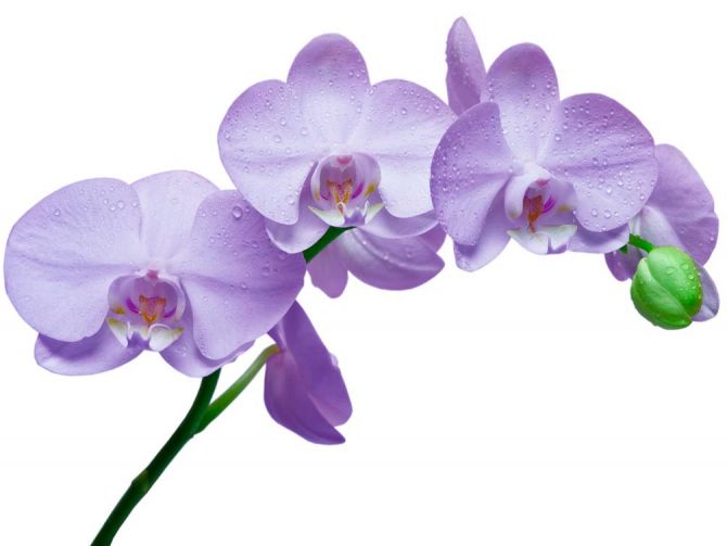 Фотообои Орхидеи сиреневые