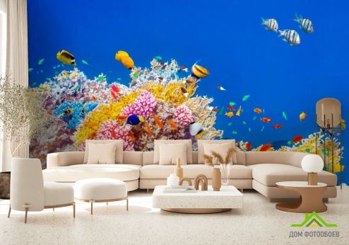 выбрать Фотообои Кораллы и рыбы Фотообои Море на стену