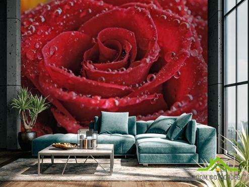 выбрать Фотообои красная роза с каплями  на стену