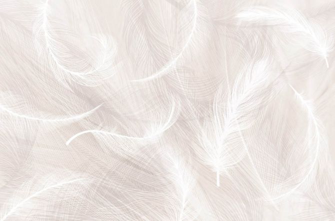 Фотообои Бежевый фон и белые перья