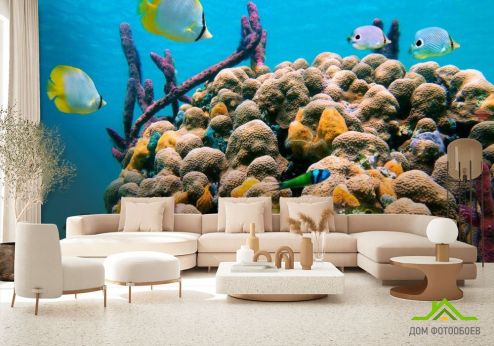 выбрать Фотообои Коралловый риф Фотообои Море на стену