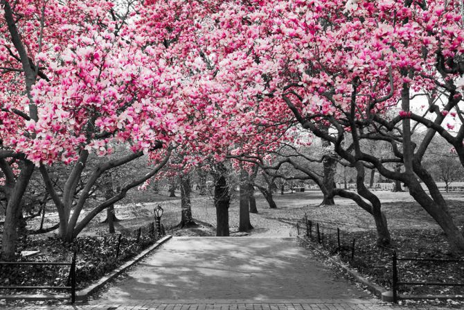 Фотошпалери Рожеві дерева в парку