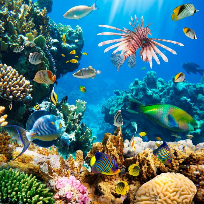 Фотообои Подводные кораллы