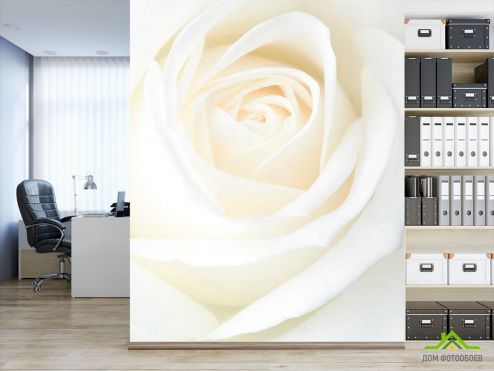 выбрать Фотообои Белая распустившаяся роза Фотообои, цвет: «вертикальная» на стену