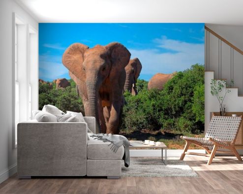 выбрать Фотошпалери Стадо слонів Фотошпалери Фотошпалери Тварини: фото, зелений, зелений  на стіну