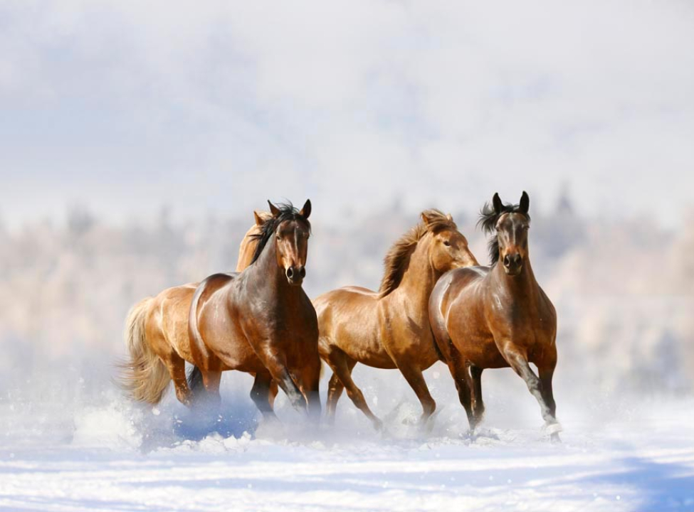 выбрать Фотошпалери Табун серед хвиль Каталог фотошпалер на стіну