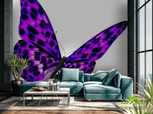 выбрать Фотообои красивая бабочка  на стену