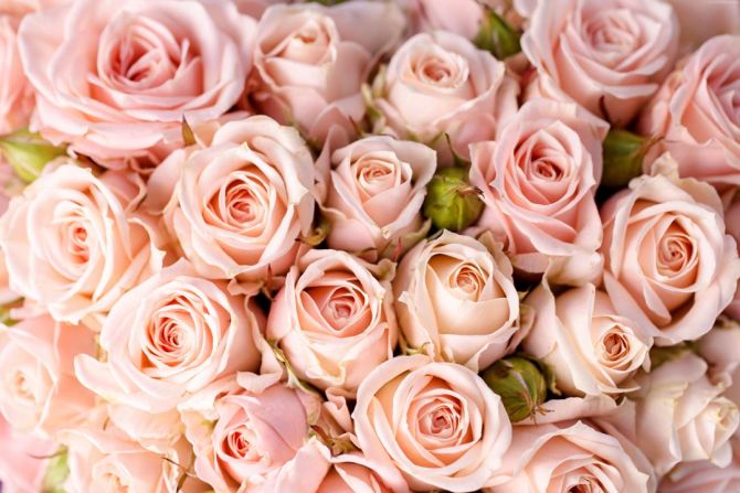 Фотообои нежные розовые розы