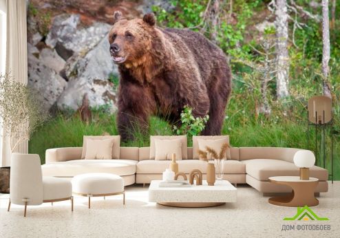 выбрать Фотообои Медведь в лесу Зеленые фотообои на стену
