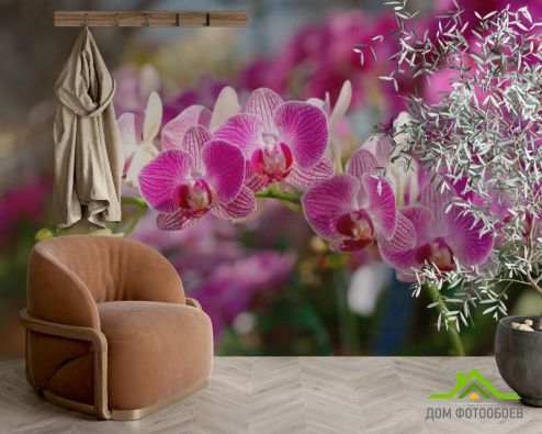 выбрать Фотошпалери Рожеві орхідеї цвітуть Фотошпалери Фотошпалери Орхідеї: фото  на стіну