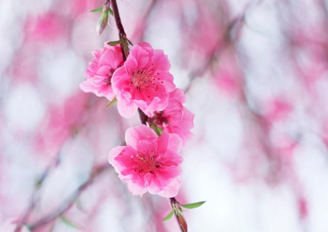Фотообои Цветущее весной розовым дерево