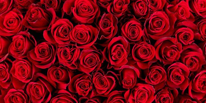 Фотообои red roses