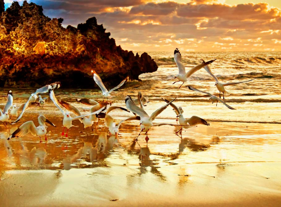 выбрать Фотошпалери Чайки Каталог фотошпалер на стіну