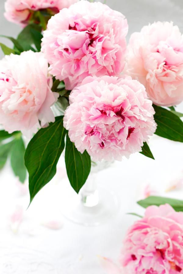 Фотообои Бледно-розовые пионы