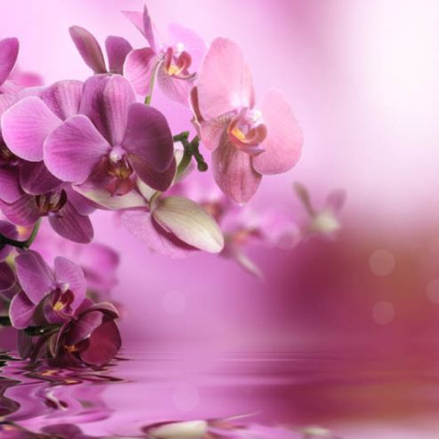 выбрать Фотообои орхидеи Фиолетовые фотообои на стену