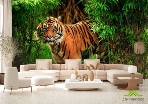 выбрать Фотообои Тигр в зарослях Фотообои Фотообои Животные: горизонталная, горизонтальная, зелений, зеленый ориентация на стену