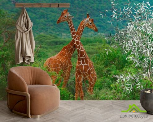 выбрать Фотообои Дружба жирафов Фотообои Животные на стену