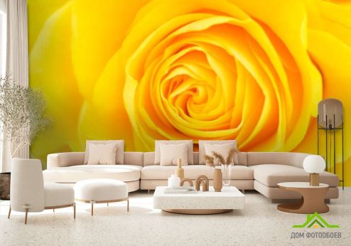 выбрать Фотообои Желтая роза крупным планом Желтые фотообои на стену