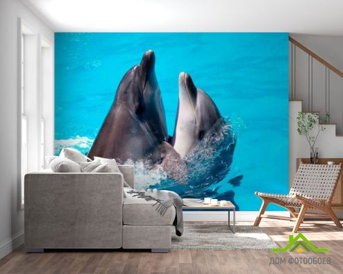 выбрать Фотообои Два дельфина Фотообои Фотообои Животные: горизонталная, горизонтальная, голубой ориентация на стену