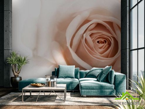 выбрать Фотообои Роза кремово-коричневая Фотообои Фотообои Цветы: фото, бежевый  на стену