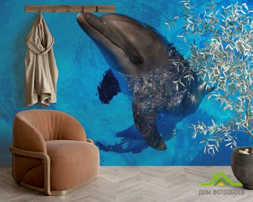 выбрать Фотообои Резвый дельфин Фотообои Фотообои Животные: Дельфины, горизонталная, горизонтальная на стену