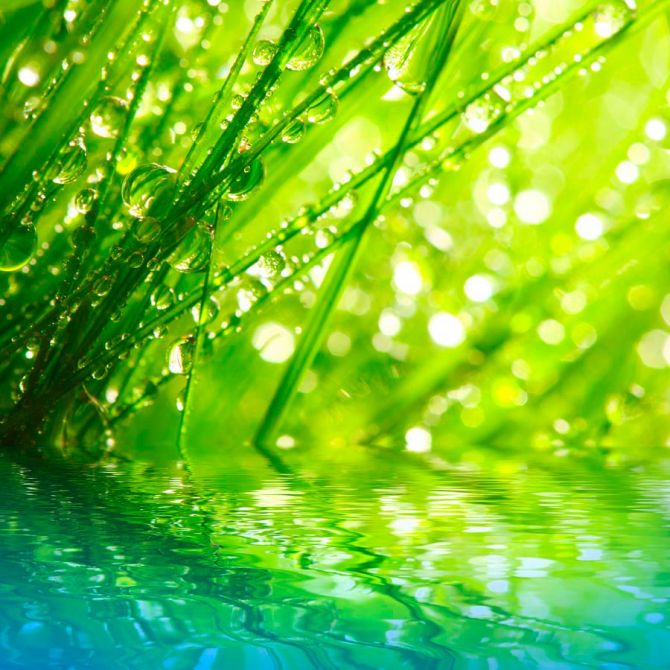 Фотошпалери Трава в росі