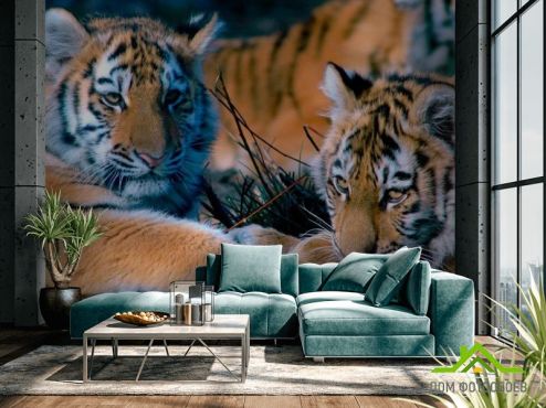 выбрать Фотообои Два тигра Фотообои Фотообои Тигры: горизонталная, горизонтальная ориентация на стену