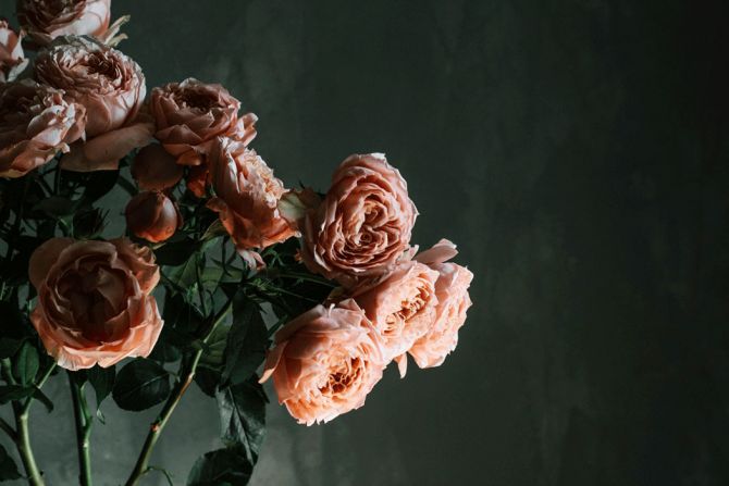 Фотообои Винтажные розы