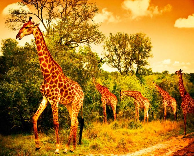 Фотошпалери Жирафи на пасовищі