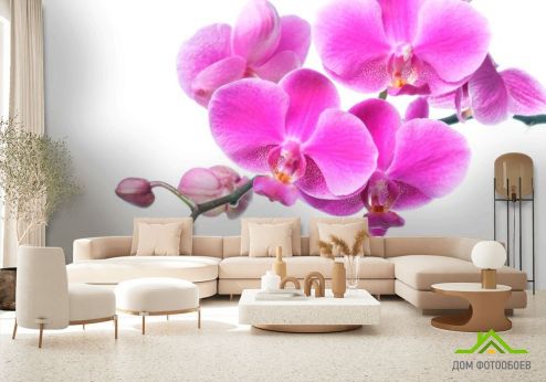 выбрать Фотошпалери Бузкова орхідея Фотошпалери Фотошпалери Квіти: фото, рожевий  на стіну