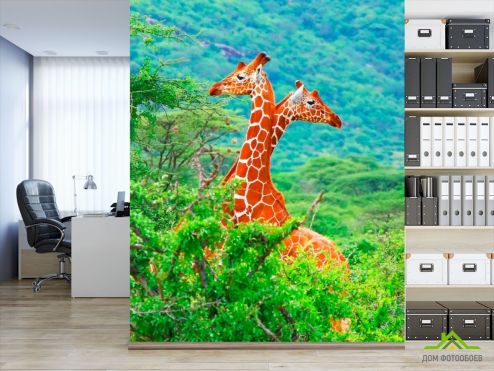 выбрать Фотообои Жирафы среди деревьев Зеленые фотообои на стену