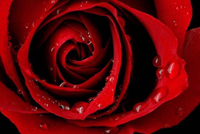 Фотошпалери Червона троянда і роса