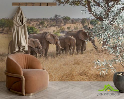 выбрать Фотообои слоны и слонята Фотообои Фотообои Животные: горизонталная, горизонтальная ориентация на стену