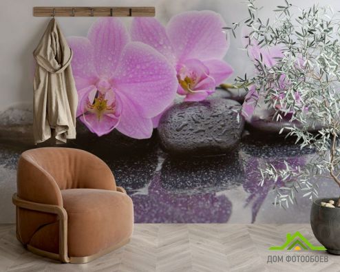 выбрать Фотошпалери  орхідея на камені Фотошпалери Фотошпалери Квіти:  на стіну