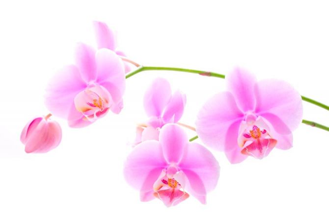 Фотообои Орхидеи распустились