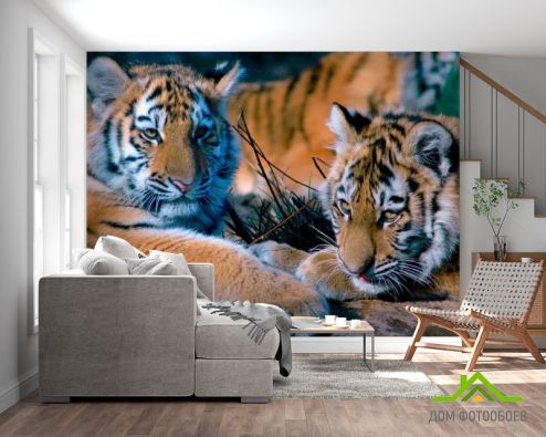 выбрать Фотообои Два тигра Фотообои Фотообои Животные: фото, бежевый  на стену
