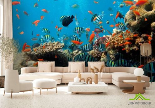 выбрать Фотообои Рыбки в коралловых рифах Голубые фотообои на стену