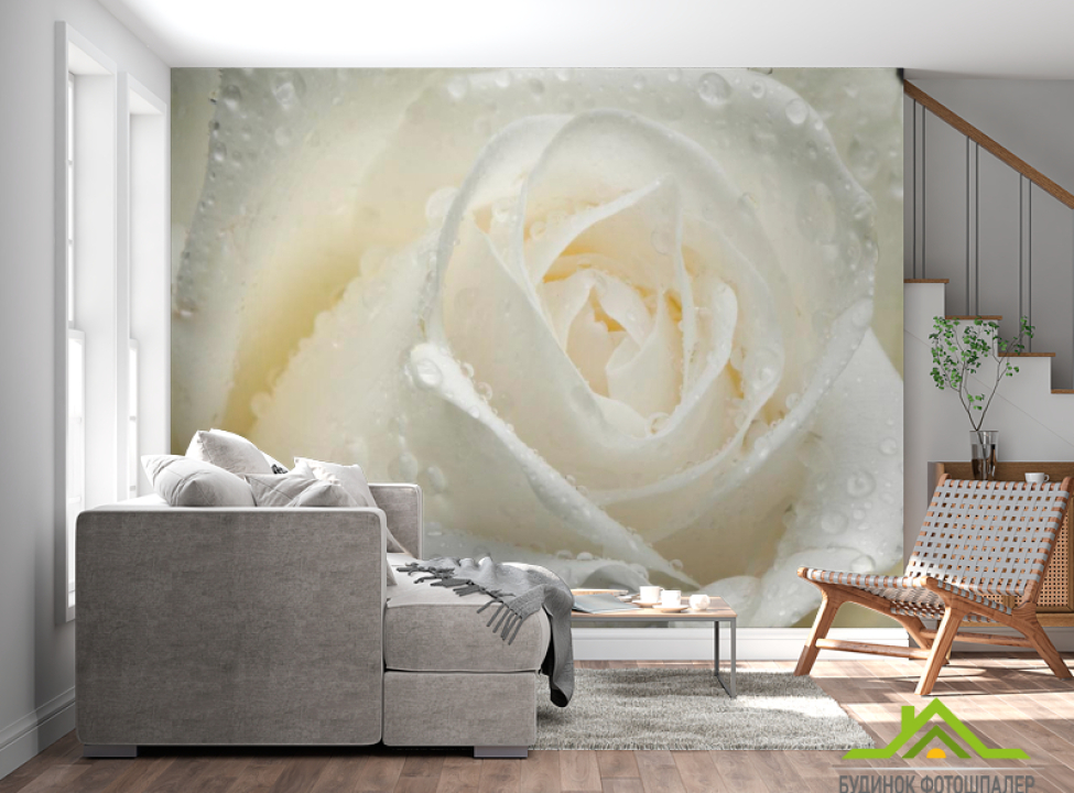 выбрать Фотообои Роза белая крупным планом Каталог фотообоев на стену