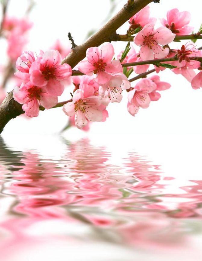 Фотообои Розовые цветки и вода