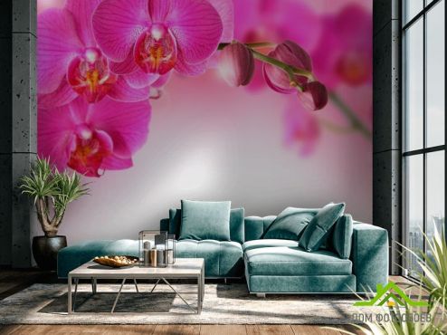 выбрать Фотообои Веточка орхидей розовых  на стену