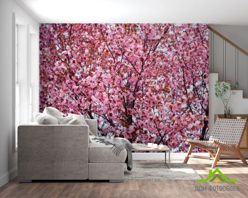 выбрать Фотообои Сакура в цвету Фотообои Фотообои Цветы:  на стену