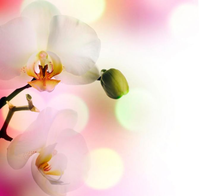 Фотообои Орхидеи цветут