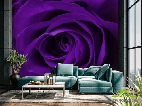 выбрать Фотообои фиолетовая роза  на стену